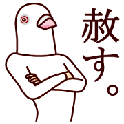 Peaceful white pigeon