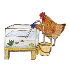 Chicken and Aquarium A
