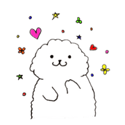 Bichon Frise nico