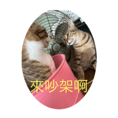 凹凹與泡芙的日常