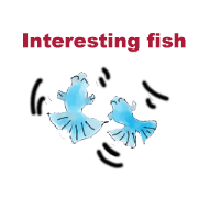 Interesting fish