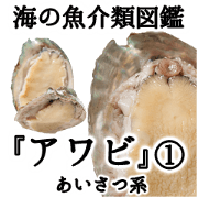 Aqua soul abalone - JP ver.1