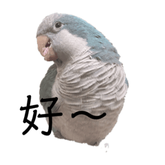 阿No的日常對話