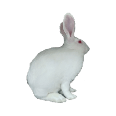 My New Zealand White Rabbit