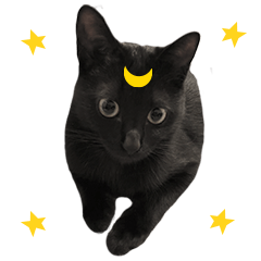 black cat Luna Vol.2