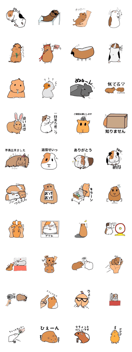 Do you know the guinea pig?