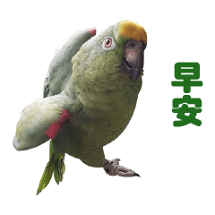 Yellow-crowned Parrot