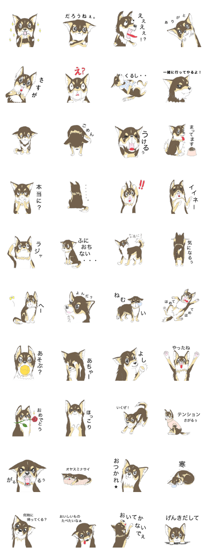 YUME-chan,Chihuahua