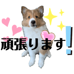 パピシェル 王子kun 応援編 頑張ろう Lineクリエイターズスタンプ Stamplist パピシェル 王子kun 応援編 頑張ろう Lineクリエイターズスタンプ Stamplist