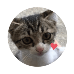 cat20180611