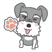 Miniature Schnauzer "HIKARU"