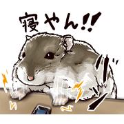 hamster ginji2