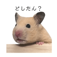 Oage San (Hamster)