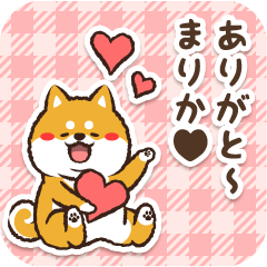 Pocha Shiba Marika (Love)