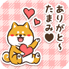 Pocha Shiba Tamami (Love)