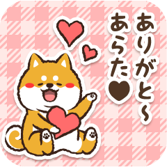 Pocha Shiba Arata (Love)