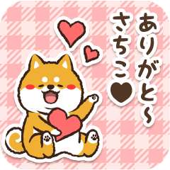 Pocha Shiba Sachiko (Love)