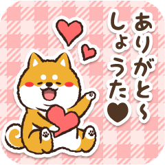 Pocha Shiba Shouta (Love)