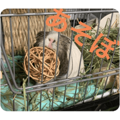 Suzu_20200624020526