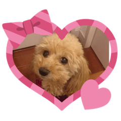 cocoa_20200624095753