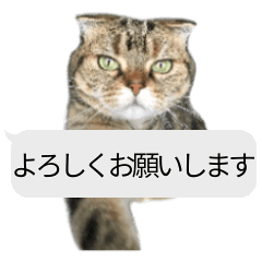 Cat sticker NEKONOKE honorific