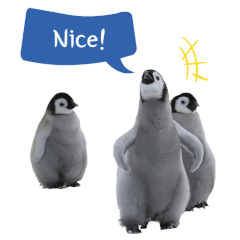 WorldFirst Real Emperor Penguin Emoticon