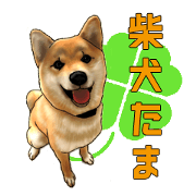 Shiba Inu Tama and pleasant friends.