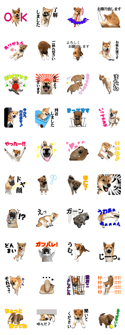 Shiba Inu Tama and pleasant friends.