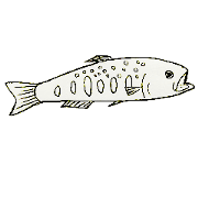 fish of river