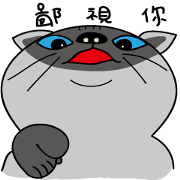 a iife of fat siames cat
