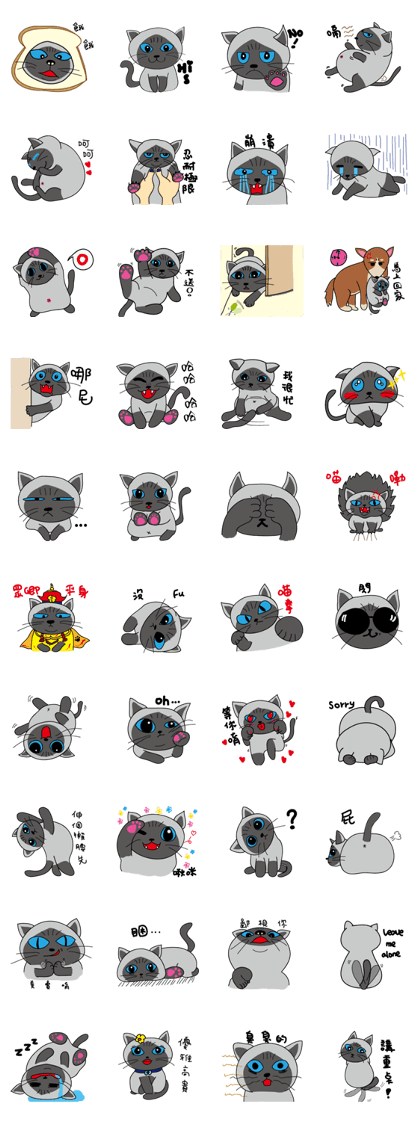 a iife of fat siames cat