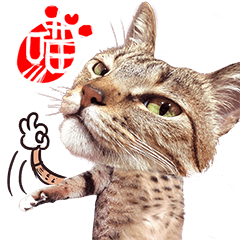 Chinese Zen cat