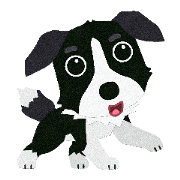 Border collie Botaro 2