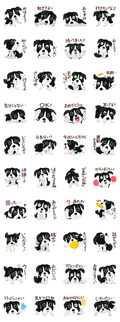 Border collie Botaro 2