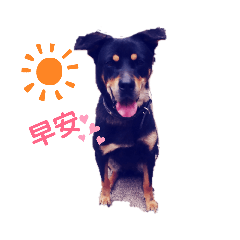 黑豆米豆愛吃布丁