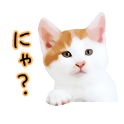 yurui tyatora&chashiro cat