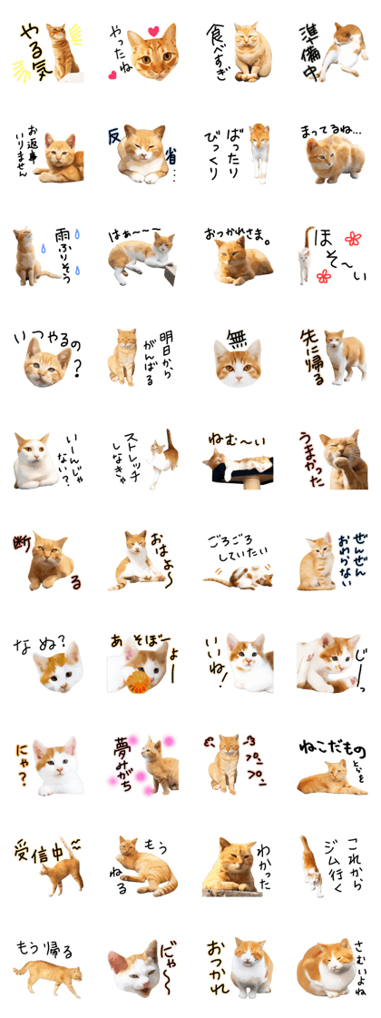 yurui tyatora&chashiro cat