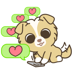 cute dog Salgu 2