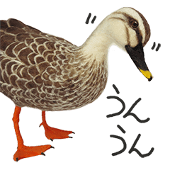 リアルな羊毛フェルトの野鳥たち2 Line スタンプ Line Store リアルな羊毛フェルトの野鳥たち2 Line スタンプ Line Store