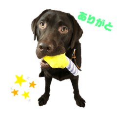 Labrador FUKU