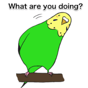 Budgerigar's everyday life (English) Budgerigar's everyday life (English)