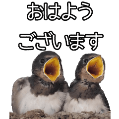 Big stickers of Japanese wild birds