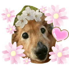 cocoa_20200625213715