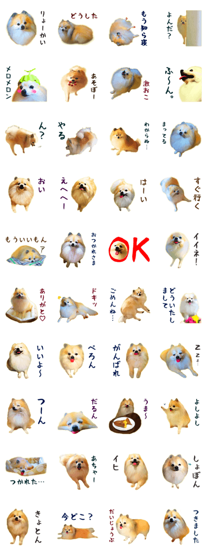 Pomeranian Junco real