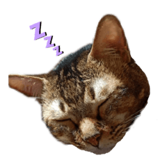 可愛餒口升級版