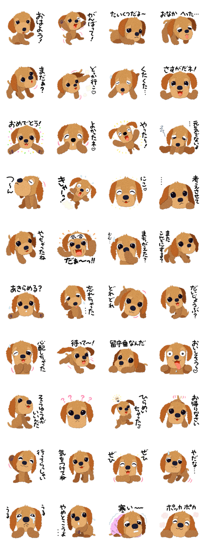 Toy Poodle Top 2