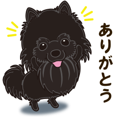 A sticker willingly. Black Pomeranian