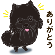A sticker willingly. Black Pomeranian