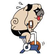 Pug's Gym