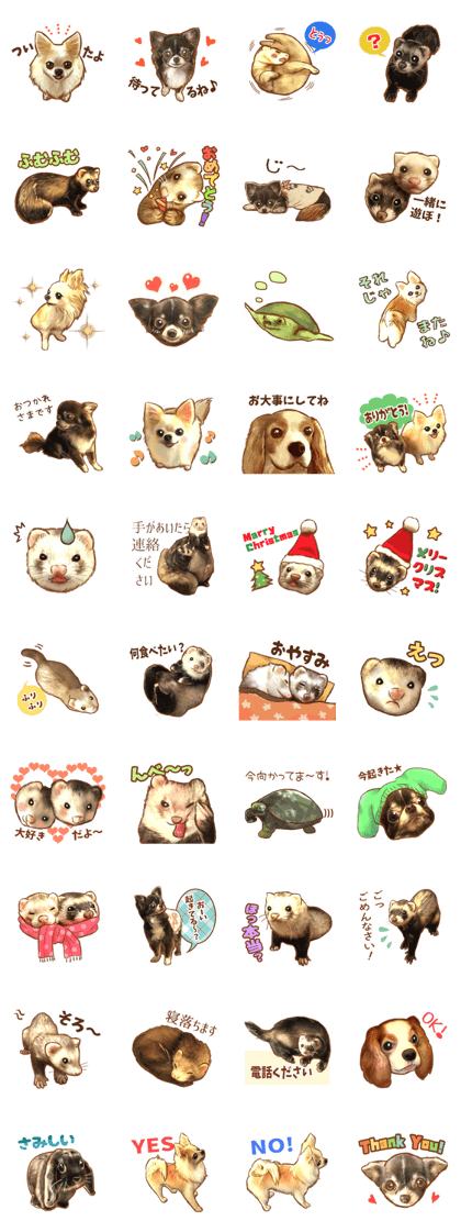 ferret family